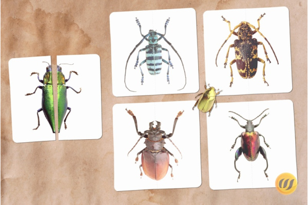 Mini-Puzzle Käfer (Download)