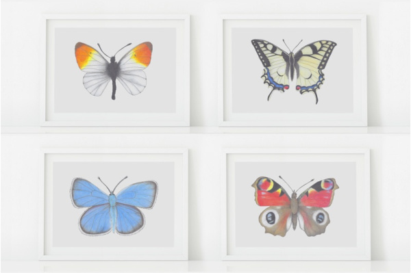 Europäische Schmetterlinge Set (12 Zeichnungen) Europäische Schmetterlinge Set (12 Zeichnungen)