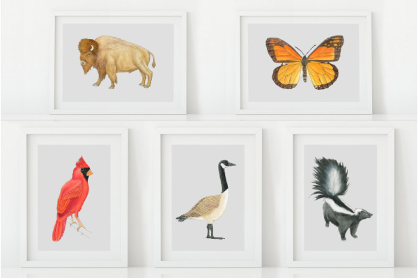 Tiere Nordamerikas Set (20 Zeichnungen) kunstdrucke_na_alle
