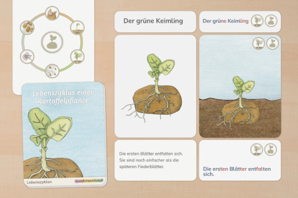 legematerial_kartoffel_leben_1