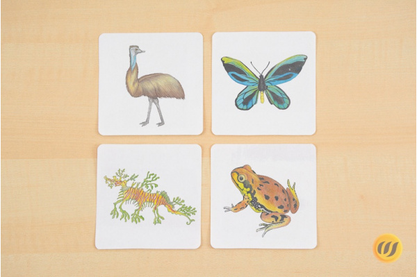 Paare finden - Tiere Ozeaniens memory-2