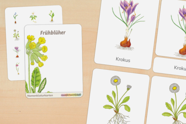 16 Nomenklaturkarten Frühblüher 16 Nomenklaturkarten Frühblüher