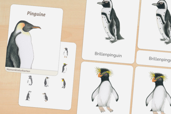 11 Nomenklaturkarten Pinguine 11 Nomenklaturkarten Pinguine