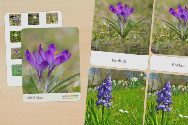 16 Nomenklaturkarten Frühblüher (Fotovariante) nomenklatur_fruebblueher_foto_titel_1