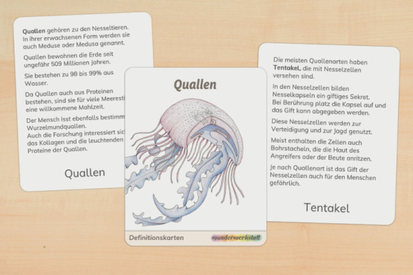 Definitionskarten Qualle Definitionskarten Qualle