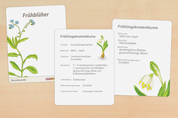 16 Steckbriefe Frühblüher (2fach differenziert - gedruckt und beschichtet) steck_fruehblueher_druck_a