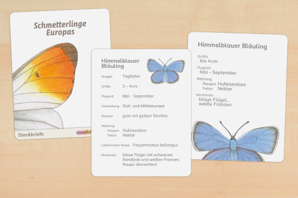 12 Steckbriefe Schmetterlinge Europas (2fach differenziert - gedruckt und beschichtet) steck_schmetter_druck_a