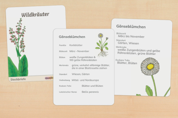 12 Steckbriefe Wildkräuter (2fach differenziert - gedruckt und beschichtet) steck_wildkrauter_titel