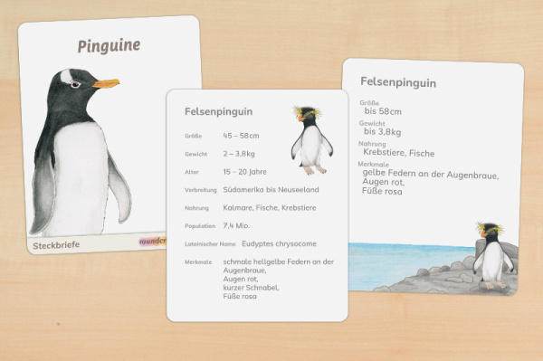 11 Steckbrief Pinguine (2fach differenziert - gedruckt und beschichtet) steckbrief_pinguin_druck_a