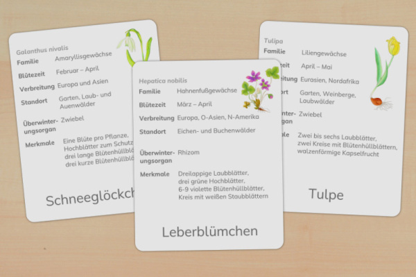 16 Steckbriefe Frühblüher (Download) steckbriefe-fruehblueher-download_1