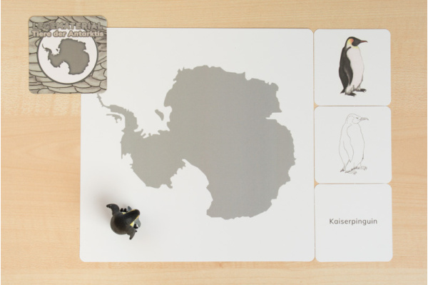 Legematerial "Tiere der Antarktis" (8 Tiere) tiere_antarktis_titel