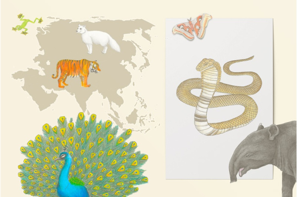 Tiere Asiens Set (20 Zeichnungen) Tiere Asiens Set (20 Zeichnungen)