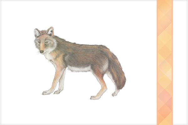 Download-Paket: Tiere Nordamerikas titel_na_paket_tiere