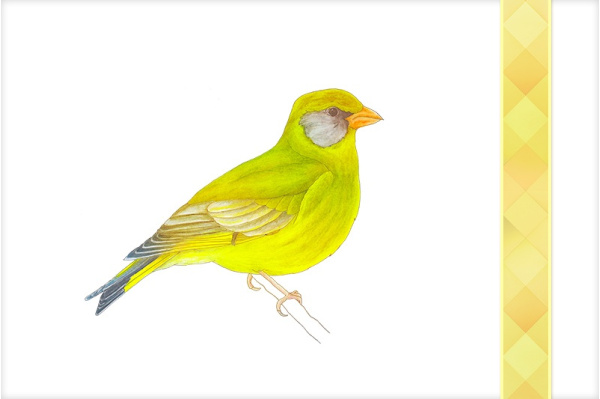 Download-Paket: Heimische Vögel voegel_pakete