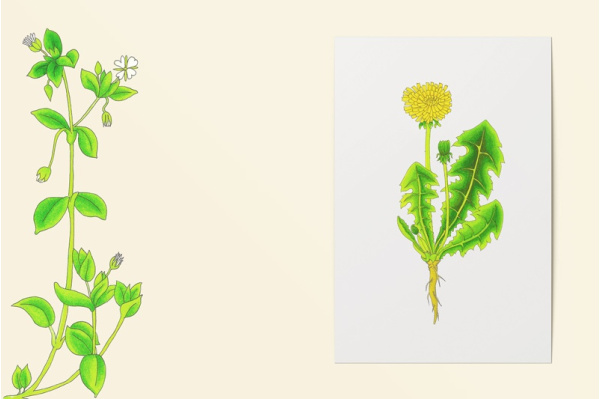 Wildkräuter-Zeichnungen einzeln wildkraeuter_kunstdrucke