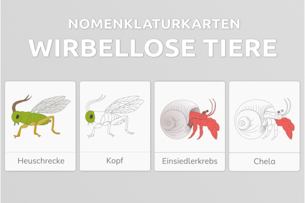 Nomenklaturkarten Wirbellose Tiere wirbellosetiere