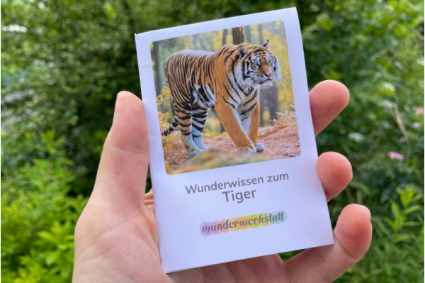 Faltbüchlein: "Wunderwissen zum Tiger" (Download) wunderwissen_faltbuechlein_tiger