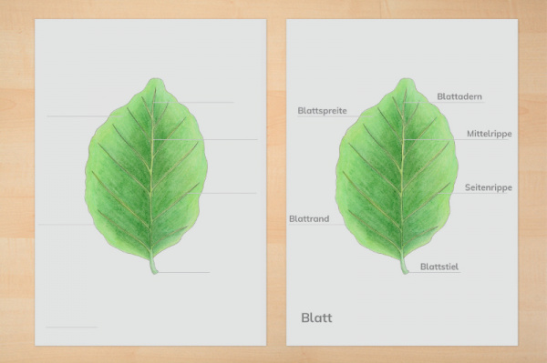 anatomie_blatt_download_2