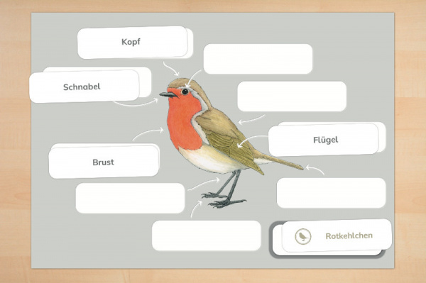 anatomie_vogel2