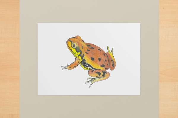 Großer Banjofrosch A6