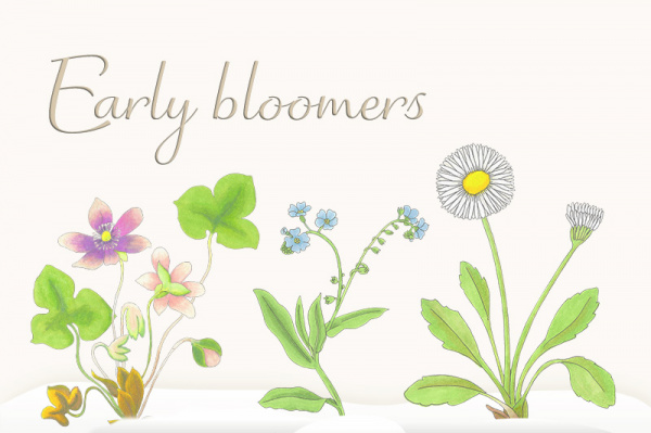 earlybloomers