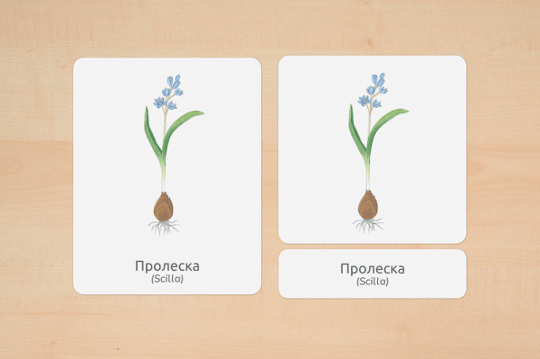 fruehblueher_nomen_russisch