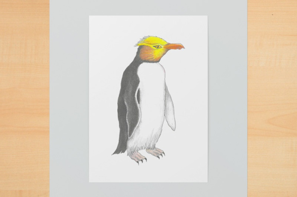 Gelbaugenpinguin A6