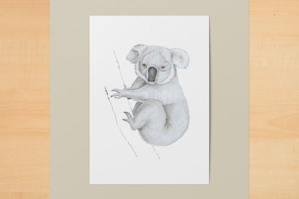 koala1