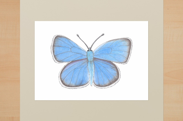 ku_schmett_blaeu
