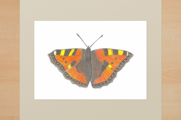 ku_schmett_fuchs