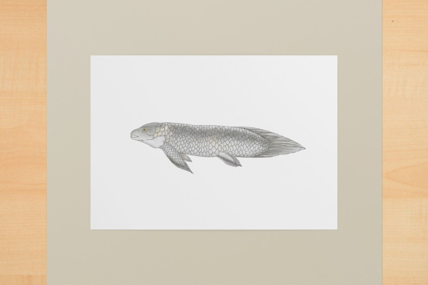 Australischer Lungenfisch A6