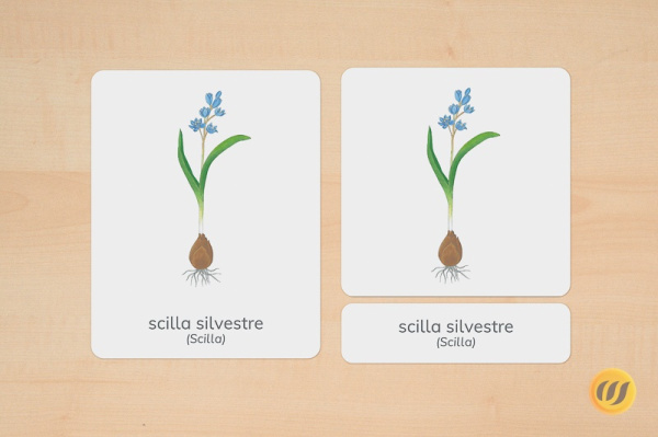 nomenklatur_fruehblueher_ital