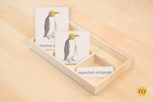 nomenklatur_pinguine_f