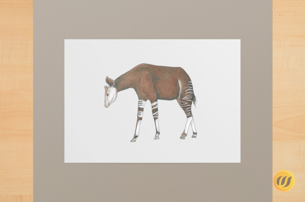 okapi