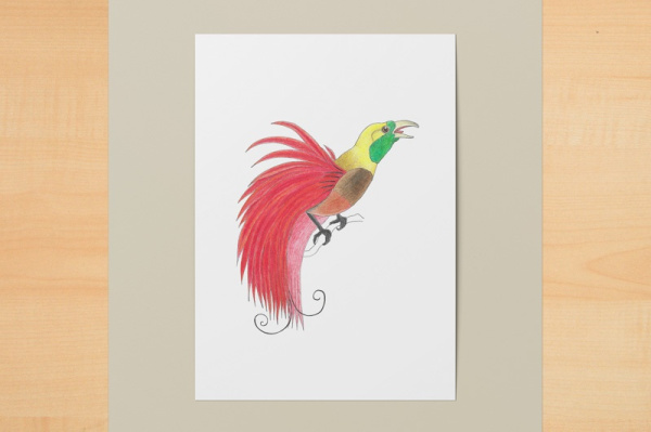 Raggi-Paradiesvogel A6