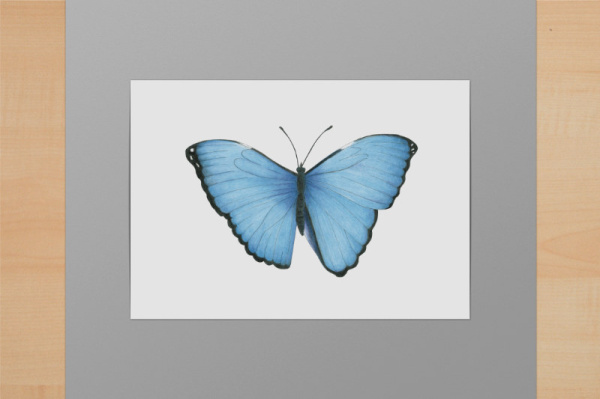 Blauer Morphofalter A6