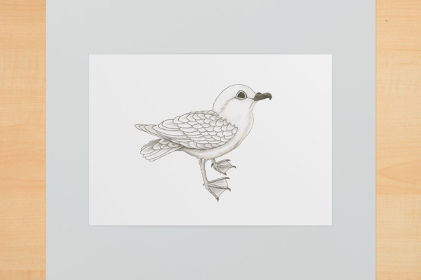 Schneesturmvogel A5