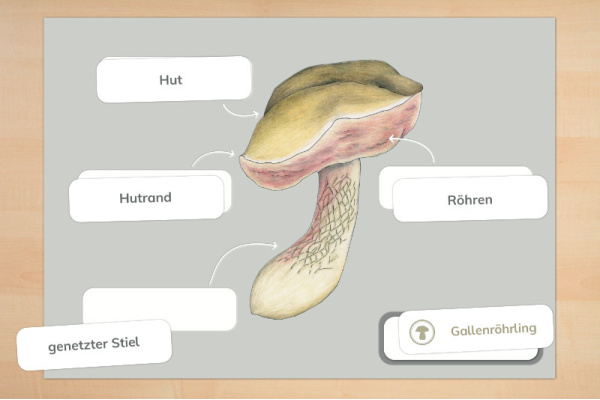 Pilz-Anatomie (Lamellen- und Röhrenpilz)