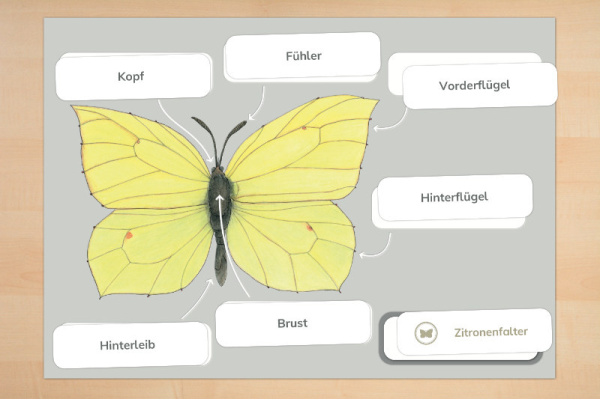 Anatomie eines Schmetterlings anatomie_schmetterling2