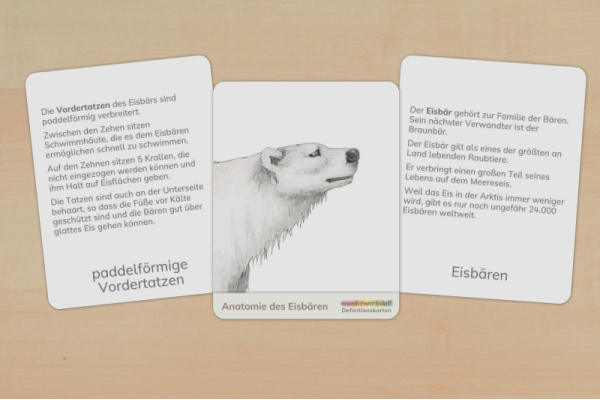 Definition Eisbär definition_eisbaer_1