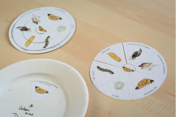 Drehpuzzle und Legekreis Distelfalter (Download) drehkreis_distelfalter5