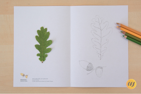 Kleines Herbarium - heimische Laubgehölze (Download) herbariumeiche