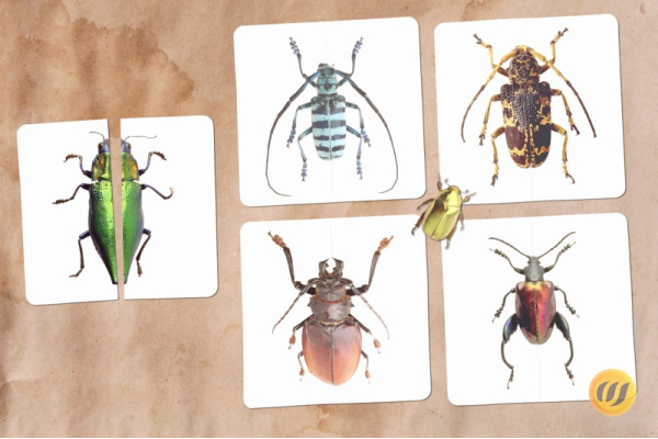 Mini-Puzzle Käfer (Download) Mini-Puzzle Käfer (Download)