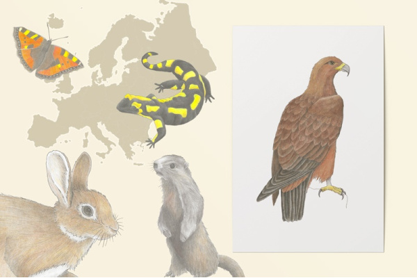Europäische Tiere einzeln - Zeichnungen kunstdrucke_europa