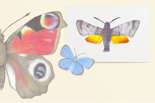 kunstdrucke_schmetterlinge