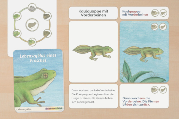 Der Lebenszyklus des Frosches lebenszyklus_frosch_druck_1