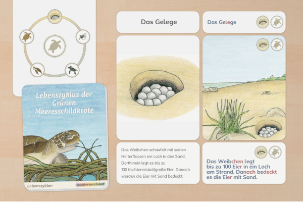 Legematerial: Lebenszyklus einer grünen Meeresschildkröte lebenszyklus_meeresschildkroete_druck