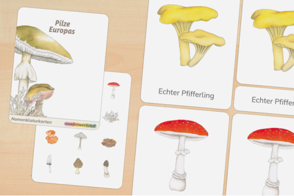 14 Nomenklaturkarten Pilze 14 Nomenklaturkarten Pilze