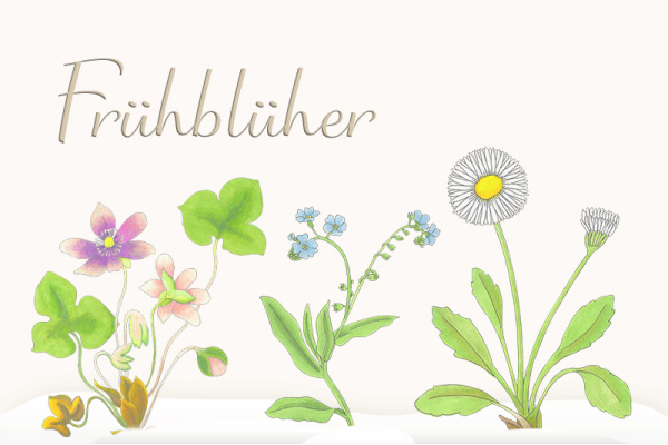 p-fruehblueher