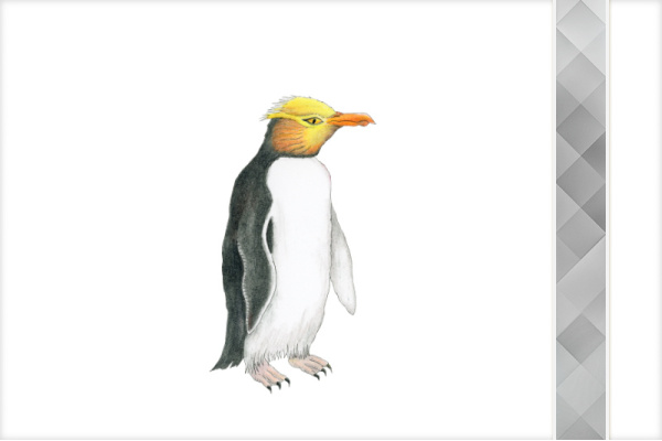 Paket: Pinguine paket_pinguine